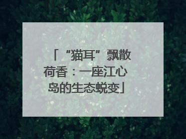 “猫耳”飘散荷香：一座江心岛的生态蜕变