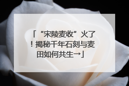 “宋陵麦收”火了！揭秘千年石刻与麦田如何共生→