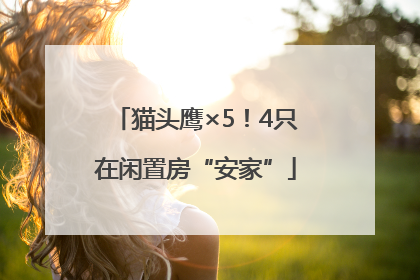 猫头鹰×5！4只在闲置房“安家”