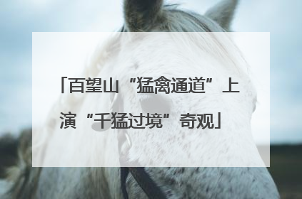 百望山“猛禽通道”上演“千猛过境”奇观