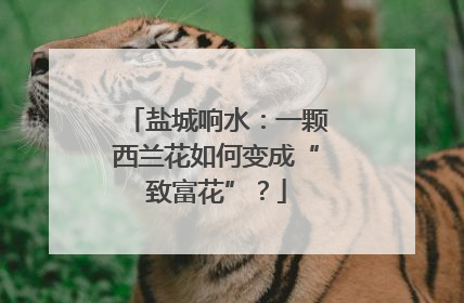 盐城响水：一颗西兰花如何变成“致富花”？