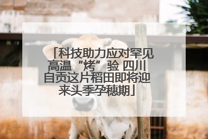 科技助力应对罕见高温“烤”验 四川自贡这片稻田即将迎来头季孕穗期