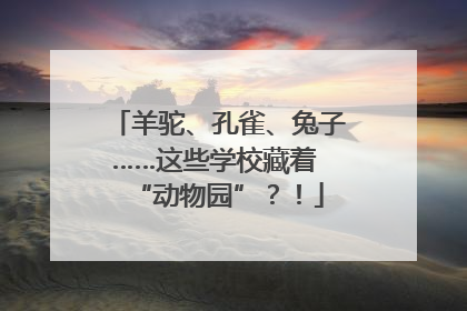 羊驼、孔雀、兔子……这些学校藏着 “动物园”？！