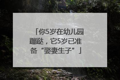 你5岁在幼儿园蹦跶，它5岁已准备“娶妻生子”