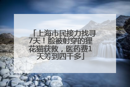 上海市民接力找寻7天！脸被射穿的狸花猫获救，医药费1天筹到四千多