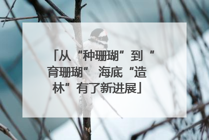 从“种珊瑚”到“育珊瑚” 海底“造林”有了新进展