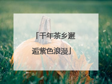 千年茶乡邂逅紫色浪漫