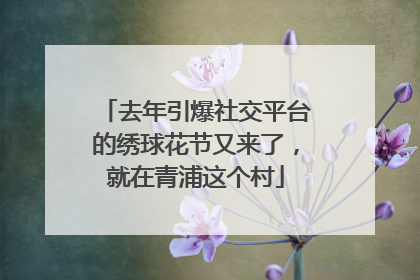 去年引爆社交平台的绣球花节又来了，就在青浦这个村