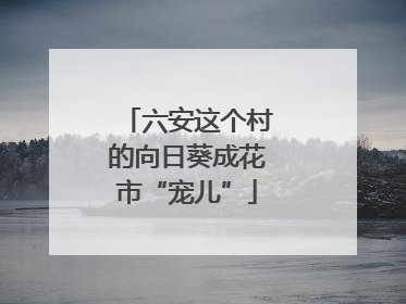 六安这个村的向日葵成花市“宠儿”