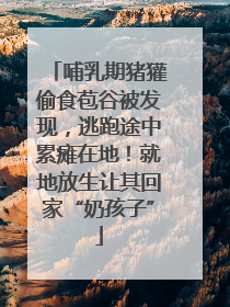 哺乳期猪獾偷食苞谷被发现，逃跑途中累瘫在地！就地放生让其回家“奶孩子”