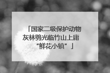 国家二级保护动物灰林鸮光临竹山上庸“鲜花小镇”