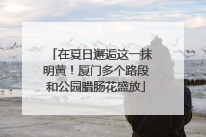 在夏日邂逅这一抹明黄！厦门多个路段和公园腊肠花盛放