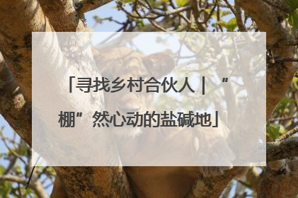 寻找乡村合伙人｜“棚”然心动的盐碱地