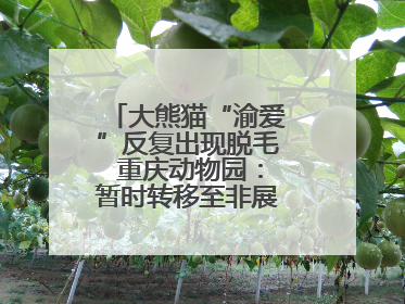 大熊猫“渝爱”反复出现脱毛 重庆动物园：暂时转移至非展示区静养治疗