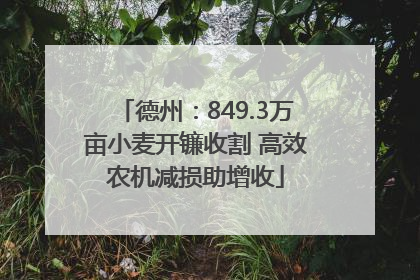 德州：849.3万亩小麦开镰收割 高效农机减损助增收