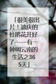 很美很出片！迪庆的杜鹃花开好了——有一种叫云南的生活之365天