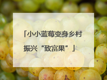 小小蓝莓变身乡村振兴“致富果”
