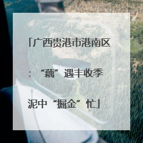 广西贵港市港南区：“藕”遇丰收季 泥中“掘金”忙