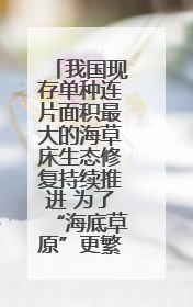 我国现存单种连片面积最大的海草床生态修复持续推进 为了“海底草原”更繁茂