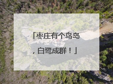 枣庄有个鸟岛，白鹭成群！