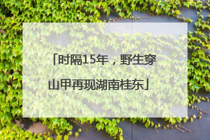 时隔15年，野生穿山甲再现湖南桂东