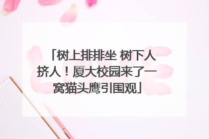 树上排排坐 树下人挤人！厦大校园来了一窝猫头鹰引围观
