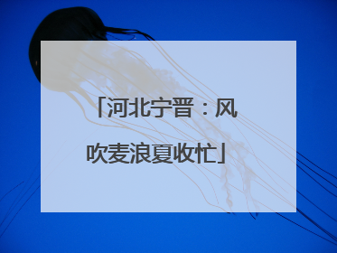 河北宁晋:风吹麦浪夏收忙