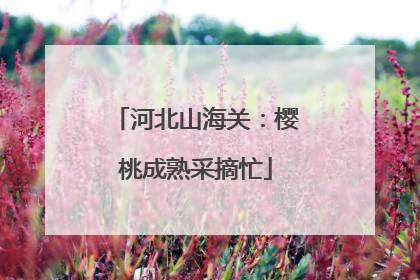 河北山海关：樱桃成熟采摘忙
