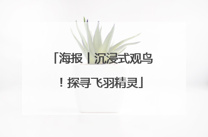 海报丨沉浸式观鸟！探寻飞羽精灵