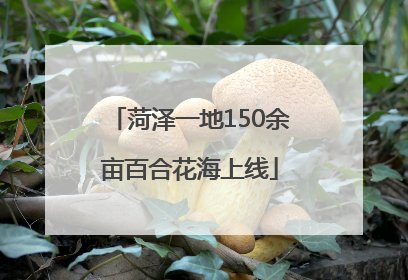 菏泽一地150余亩百合花海上线