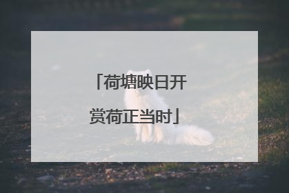 荷塘映日开 赏荷正当时