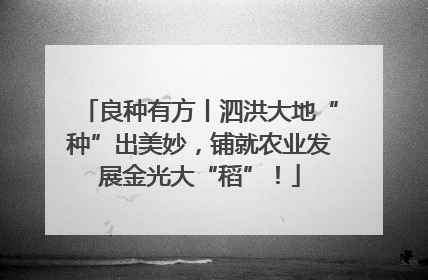 良种有方丨泗洪大地“种”出美妙，铺就农业发展金光大“稻”！