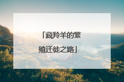 藏羚羊的繁殖迁徙之路