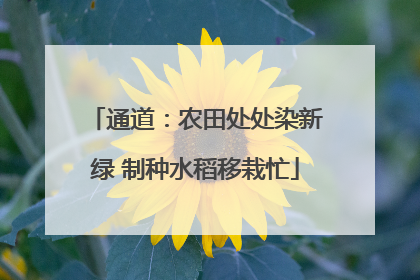 通道：农田处处染新绿 制种水稻移栽忙