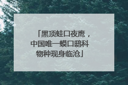 黑顶蛙口夜鹰，中国唯一蟆口鸱科物种现身临沧